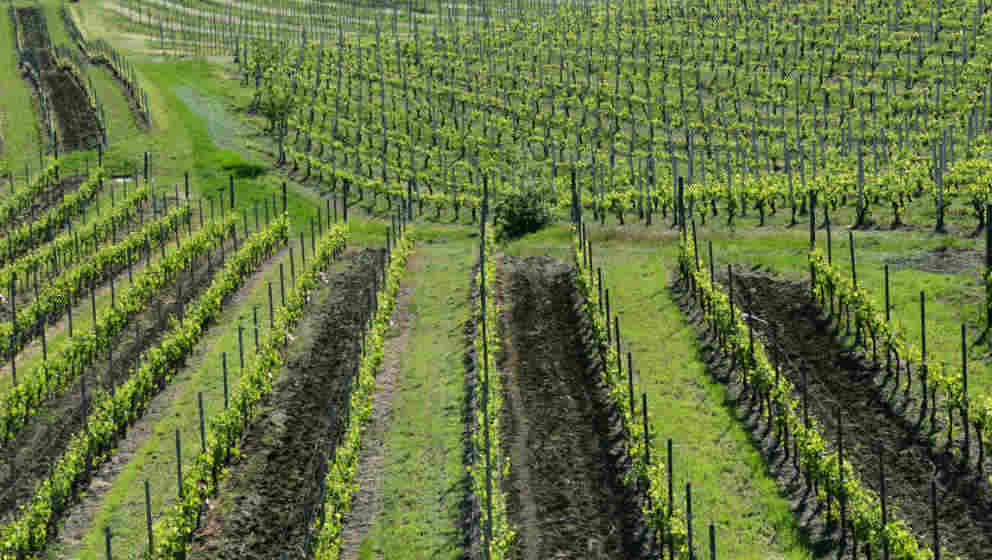 Nutrivigna. Strumenti e servizi innovativi per la nutrizione minerale di precisione del vigneto